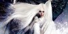 white haired witch of lunar kingdom1.jpg